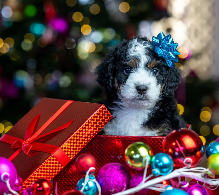 Bernedoodle puppy in a Christmas gift box with ornaments