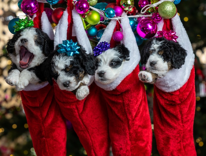 Four Bernedoodle Puppies in Christmas Stockings