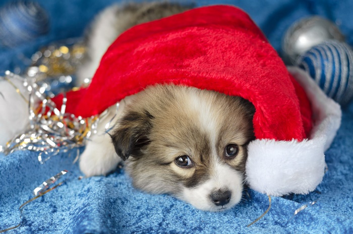 Puppy wearing a Santa hat with Christmas ornaments