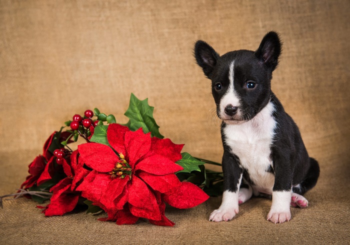 Black and white Basenji puppy with poinsettias