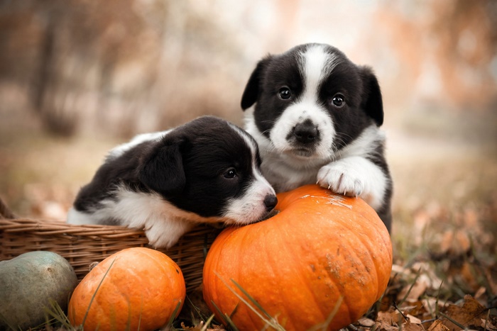 Two adorable puppies with pumpkins