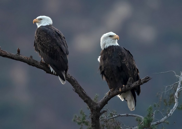 Two Bald Eagles Perched on a Branch