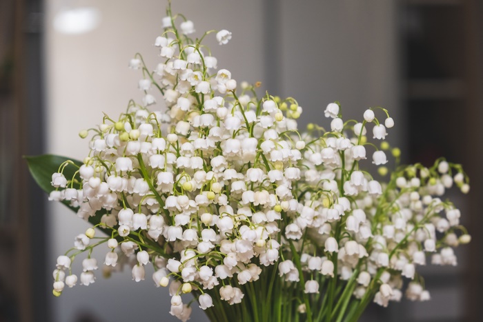 Bouquet of Lily of the Valley flowers