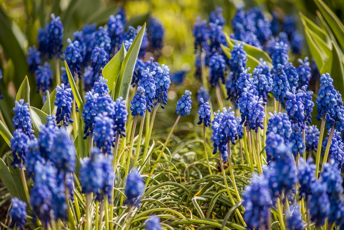 Blue Muscari flowers in spring