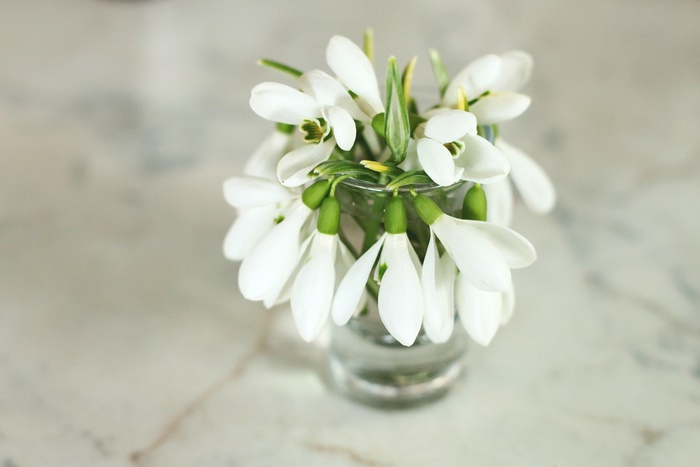 Bouquet of White Snowdrops in a Glass Vase