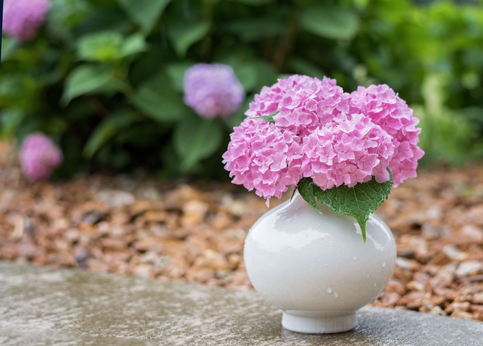 Pink Hydrangeas in a White Vase
