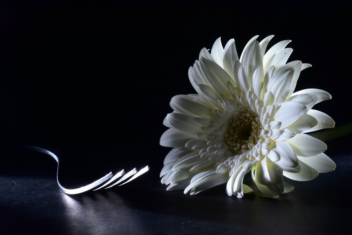 White Gerbera Daisy and Fork Photography 4K