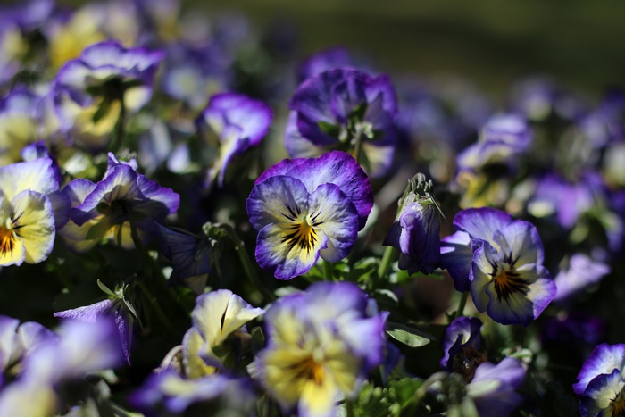Purple and yellow pansies in bloom
