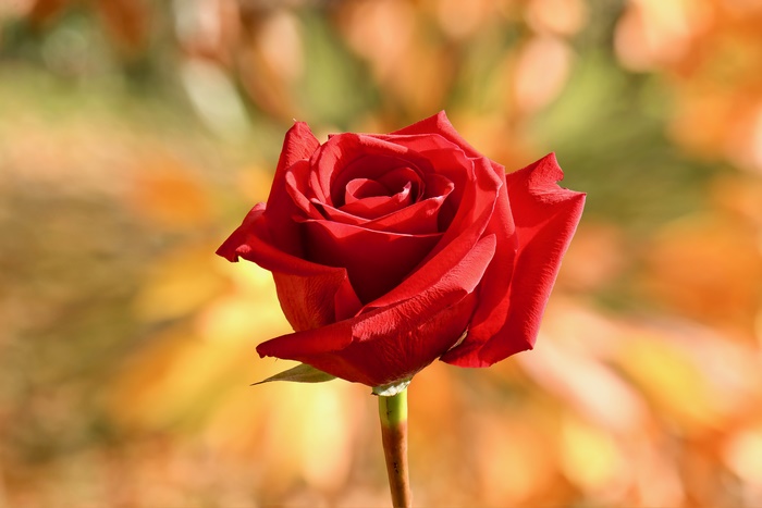 Red Rose Flower
