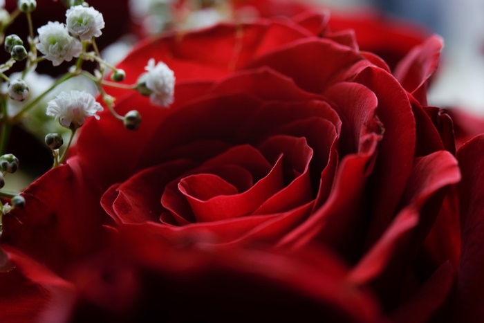 Red Rose with White Flowers Macro