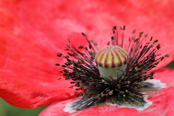Macro shot of a red poppy flower center
