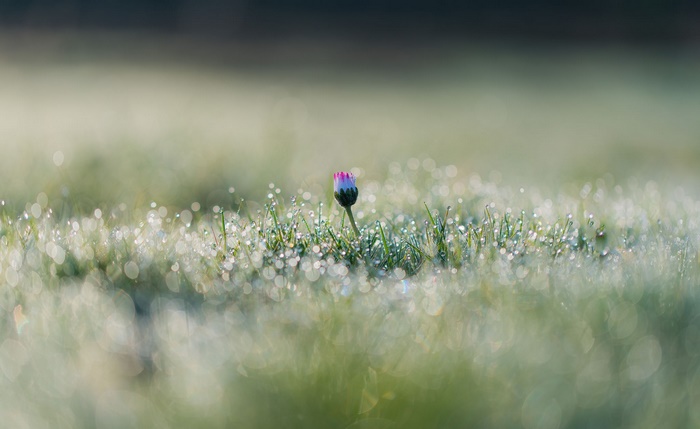Daisy bud with dew drops on grass