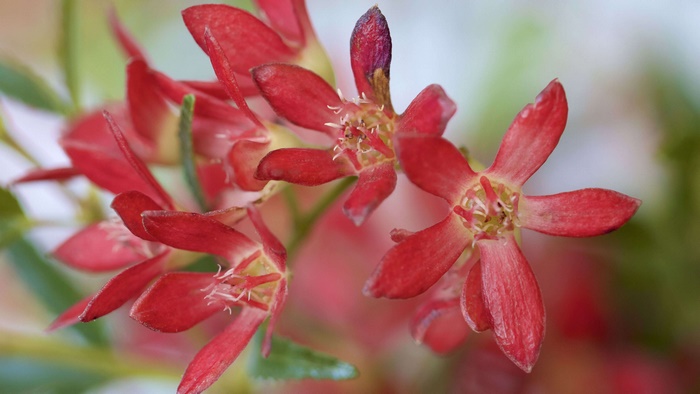 Red flowers with green leaves
