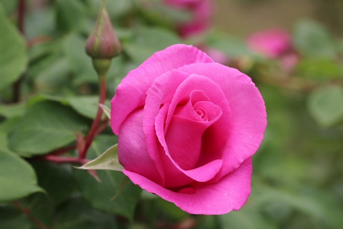 Pink Rose and Bud