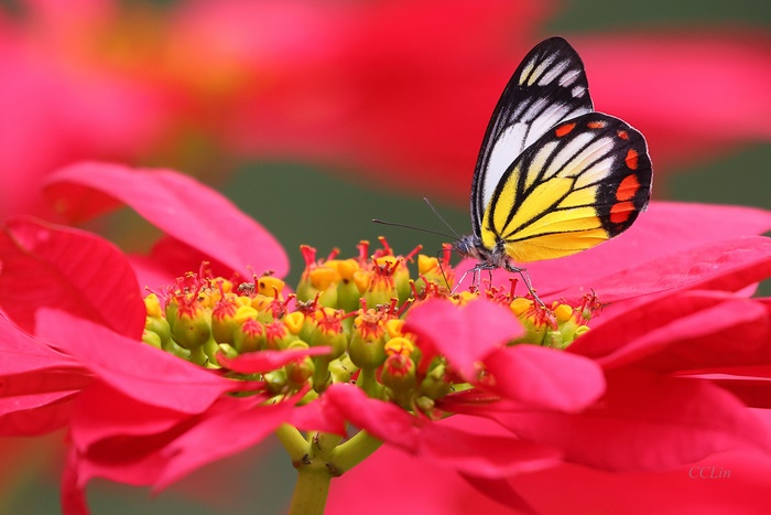 Butterfly on a red flower