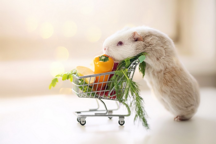 Guinea pig with a shopping cart full of vegetables