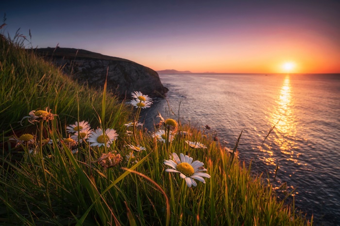 Daisies on a cliff overlooking the sea at sunset