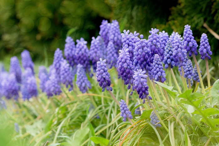 Purple Muscari Flowers in Bloom