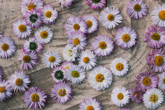 Daisies on Wood