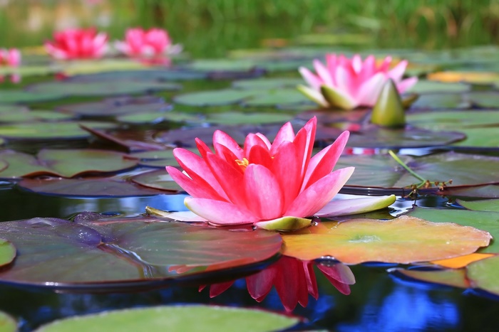 Pink Water Lilies on a Pond