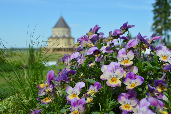 Purple and yellow pansies in front of a building