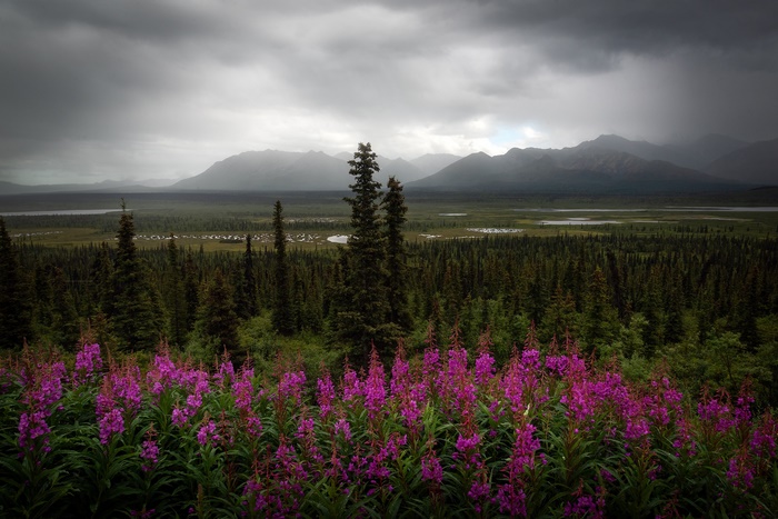 Wildflowers in front of Alaskan mountains under stormy sky