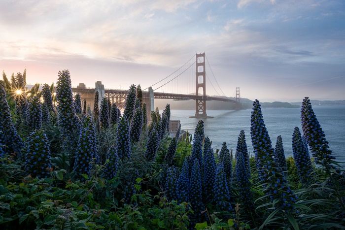 Golden Gate Bridge with Flowers at Sunrise