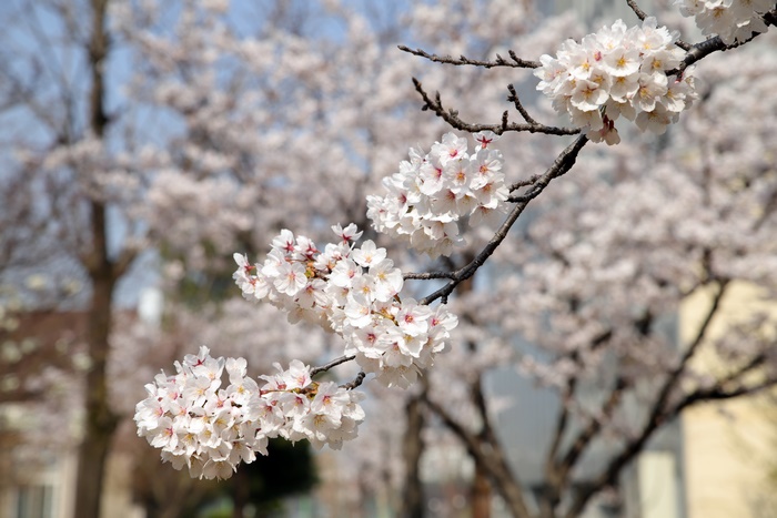 Cherry Blossoms on a Branch in Spring