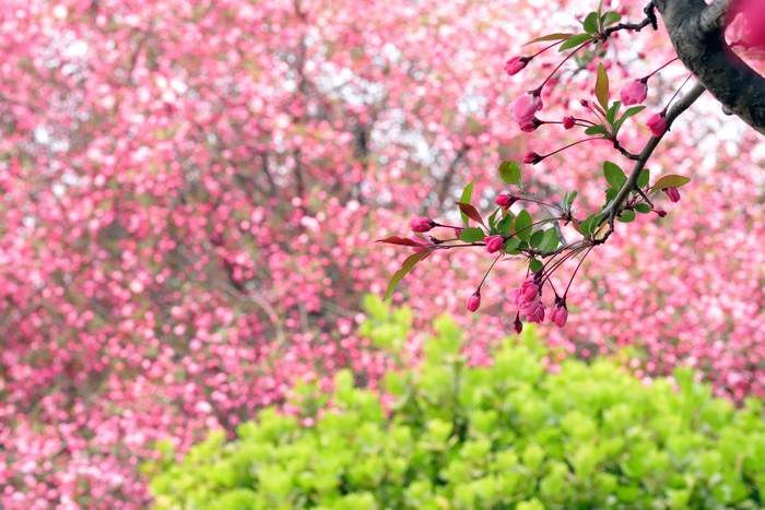 Pink Apple Blossoms on a Branch