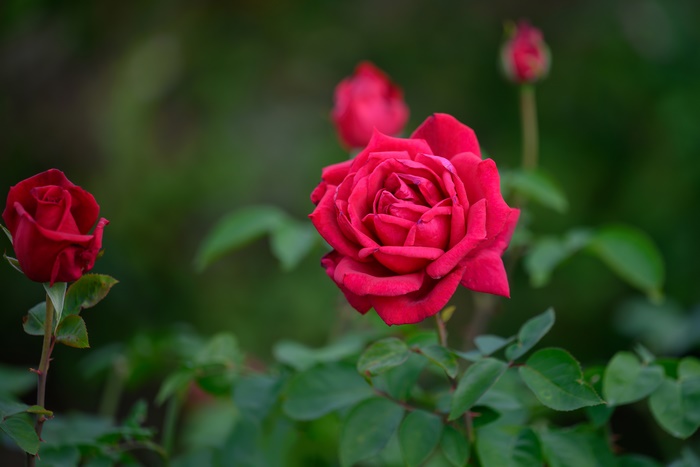 Red Roses in Garden 4K