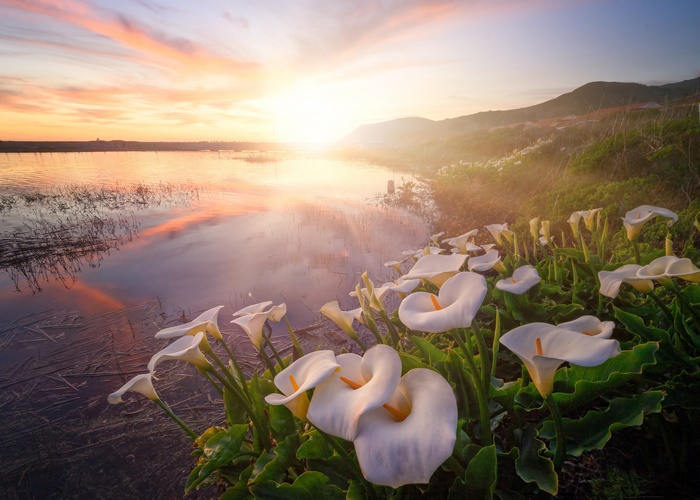 Sunrise over a lake with Calla Lilies