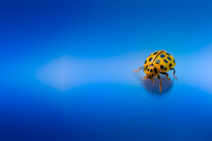 Yellow ladybug with black spots on blue surface