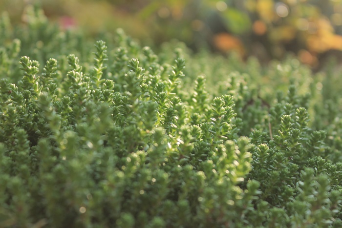 Green succulent plants in sunlight