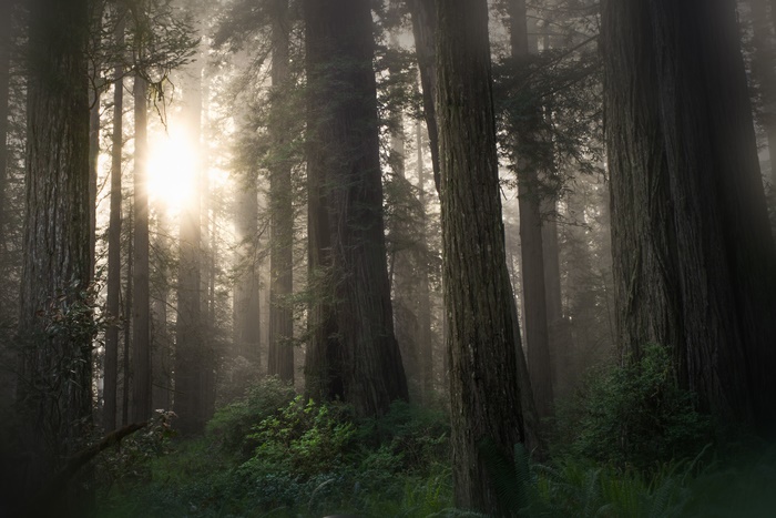 Sunlight filtering through a foggy redwood forest