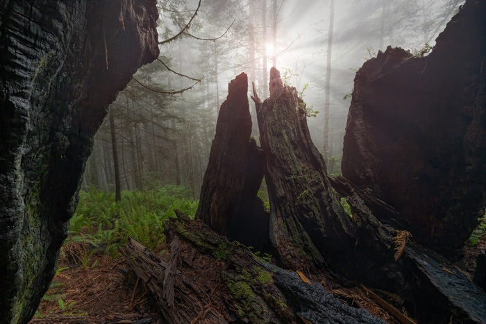 Sunbeams through Fog in a Forest with Stumps and Ferns
