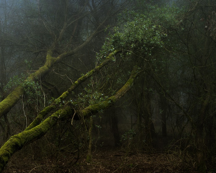 Mossy trees in a foggy forest