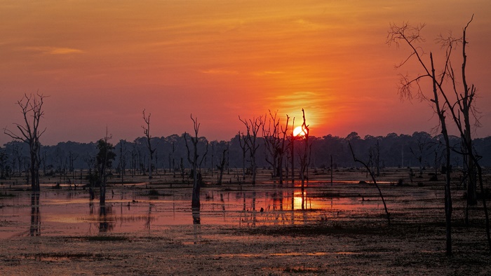 Sunset over a swamp with dead trees