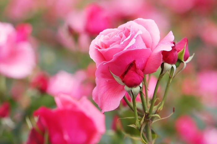 Pink Rose with Buds 4K