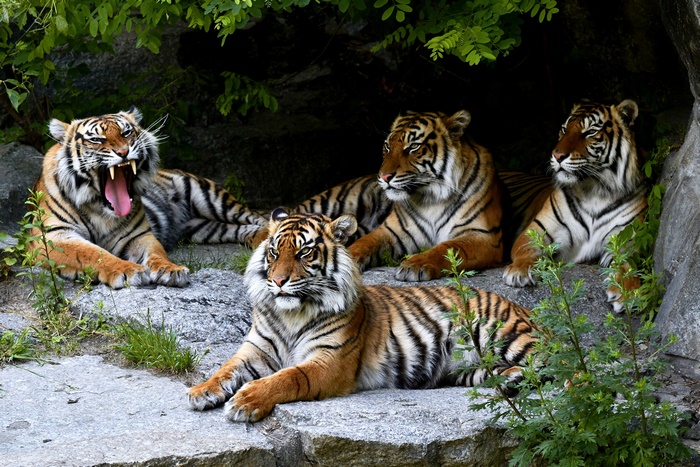 Four tigers resting on rocks