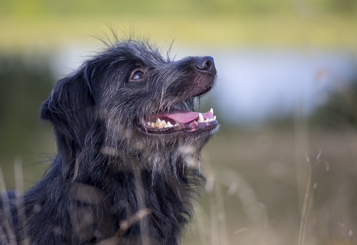 Shaggy dog looking up outdoors