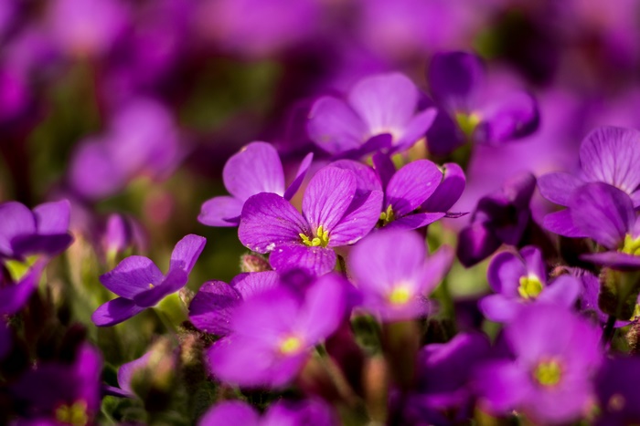 Purple Aubrieta Flowers in Macro