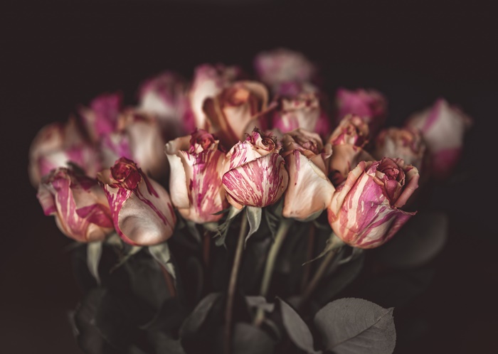 Bouquet of striped roses with blurred background