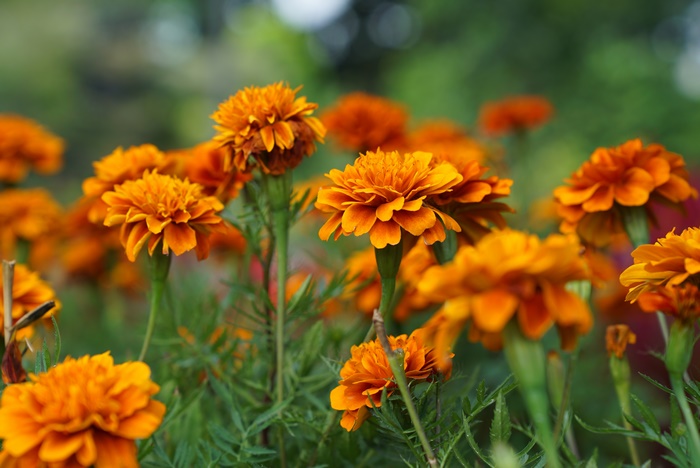 Orange Marigolds in Bloom