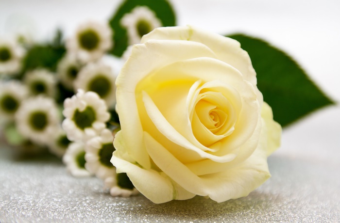 Yellow Rose and White Chrysanthemums 4K