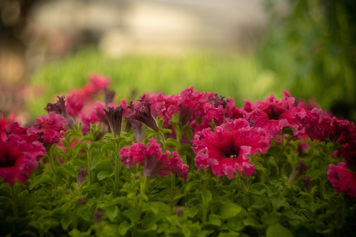 Pink Petunias in Bloom