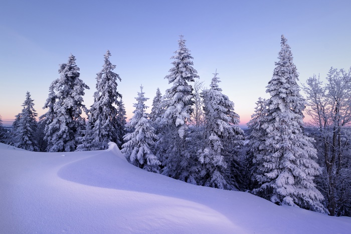 Winter forest in Switzerland with snow-covered spruces