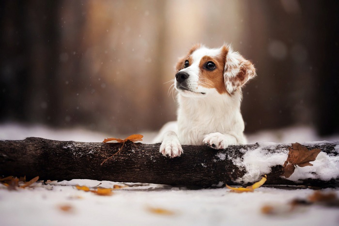 Kooikerhondje dog on a snowy log