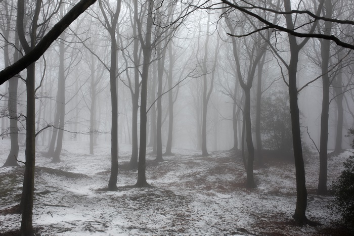 Winter forest with snow and fog