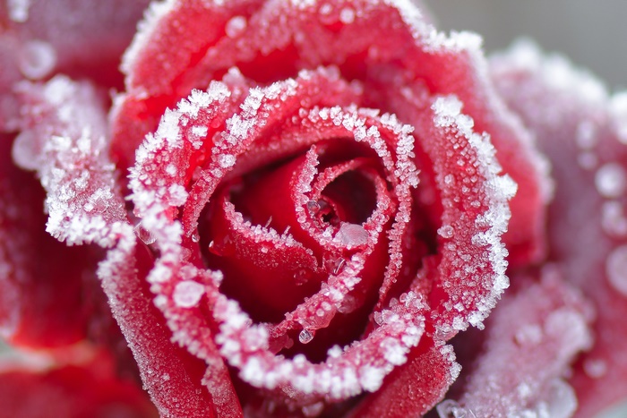 Red rose covered in frost