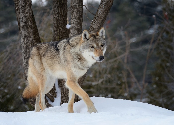 Wolf walking in the snow during winter